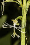 Green fringed orchid